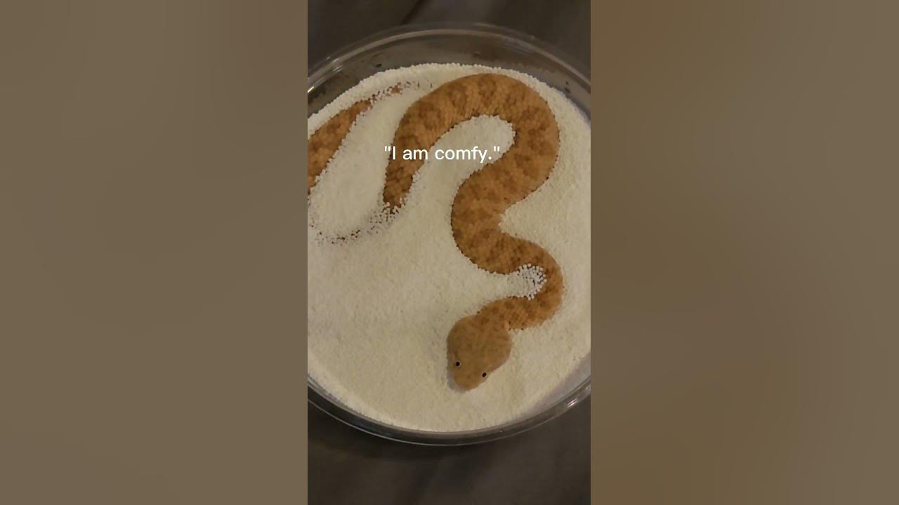 Baby Sand Viper Vs Adult in sprinkles! #sandviper #snakes #reptiles #justababy #babyanimals