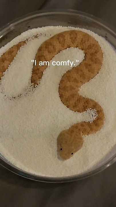 Baby Sand Viper Vs Adult in sprinkles! #sandviper #snakes #reptiles #justababy #babyanimals