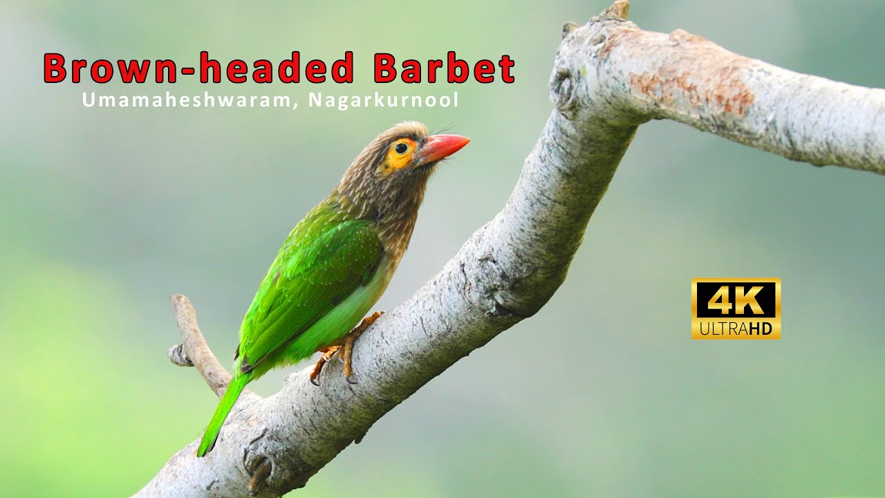 Brown-headed Barbet Call - 