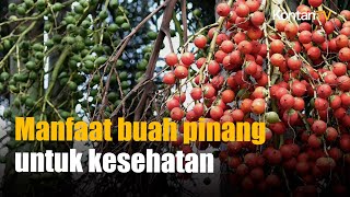 Selain untuk Kesehatan Mulut, Ini Manfaat Buah Pinang untuk Kesehatan