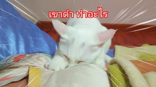 ลูก สาว หาอะไร#แมวน่ารัก by แมวยิ้ม channel 197 views 2 months ago 2 minutes, 37 seconds