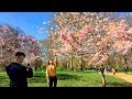 London's CHERRY BLOSSOM TREES in St James’s Park - Spring Walk Tour