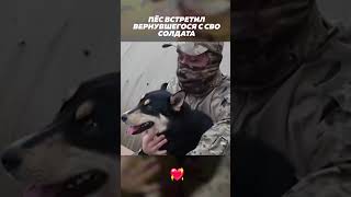 Собака ВЗЛЕТЕЛА увидев своего хозяина❤️🥰 #россия #СВО #армия