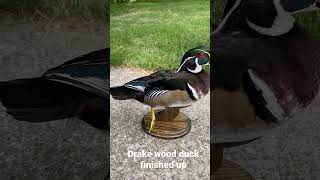 Drake wood duck mount finished up!! Enjoy!!