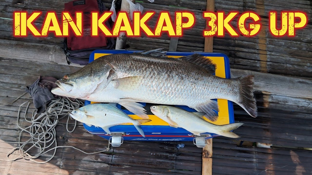 Akhir nya bisa juga menaklukan kakap penghuni tanjung kait