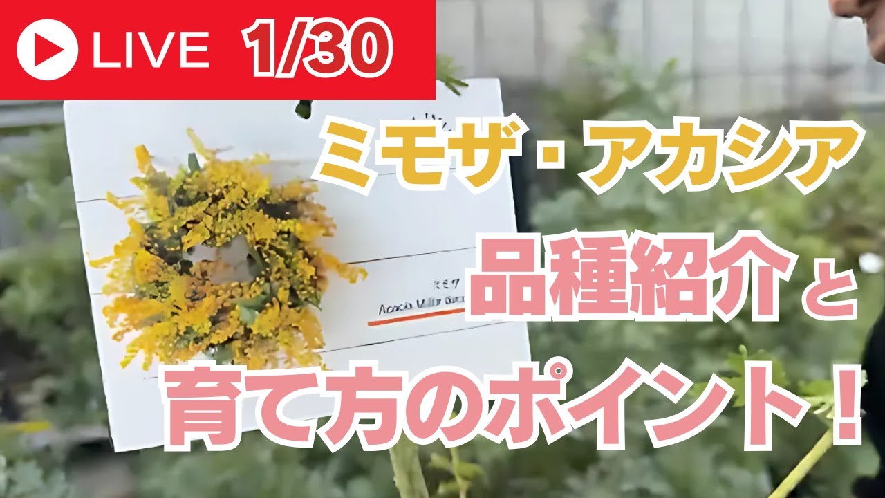 ミモザ・アカシアの品種紹介と育て方のポイント！ - YouTube