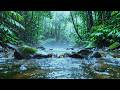 Heavy Rain in Tropical Forest 🌿 River Flow Sounds for Sleeping & Relaxing
