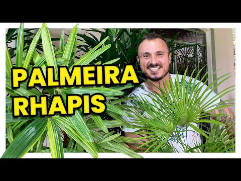 Vídeo: Como você cuida de uma palmeira europeia?