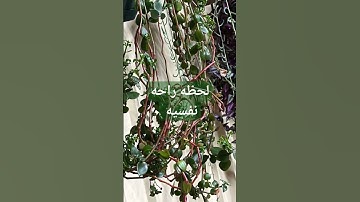 سوره الفاتحه بصوت الشيخ ماهر المعيقلي راحه نفسيه #ماهرالمعيقلي