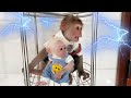 Monkey sinsin acted intelligently when baby monkey zizi screamed and was afraid of thunder