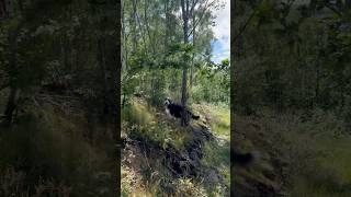 🌿A relaxing woodland stroll! #dogwalk #beardedcollie #collie #dogadventures #woodland #shorts