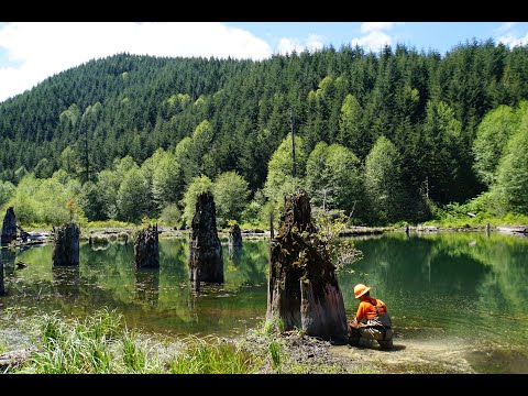 Seismic vs hydrologic triggering of landslide dams in the Oregon Coast Range