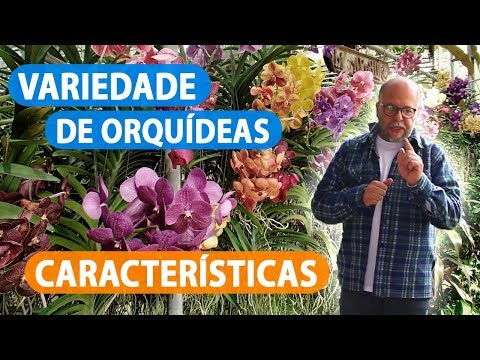 Vídeo: Variedade - o que é: suas características