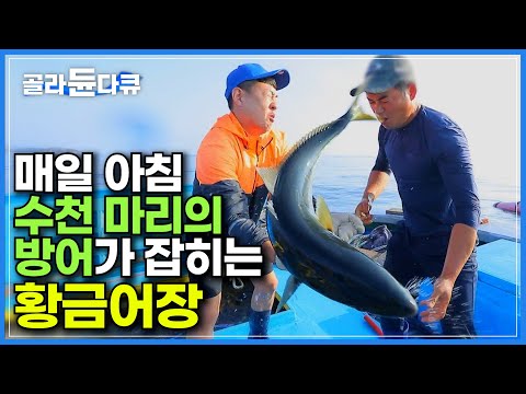 매일 수천 마리의 방어가 잡히는 황금 어장ㅣ가진항 최장수 <strong>90세</strong> 해녀 할머니ㅣ진짜 바다의 삶을 전하고 싶어 시작했다는 개인 방송ㅣ한국기행ㅣ#골라듄다큐
