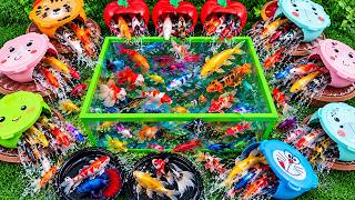 Unboxing Ikan: Koi, Mas koki, Ikan Emas, Gurame, Lele, Cupang, Glofish, Komet, Lobster Air Tawar