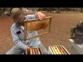 1032how i take care of bees in s c  how they react a little talk about wax moths  other bee stuff