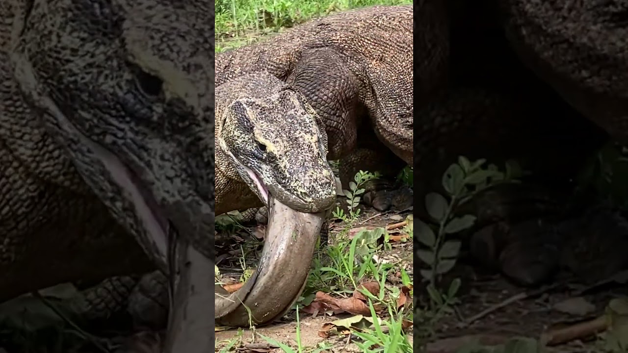 can i swallow this😱 