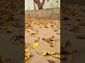 اوراق الشجر اصفرت فصل الخريف 