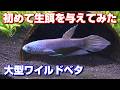 【ベタ飼育】はじめて生餌を与えてみた!カヤンスーパーブルー