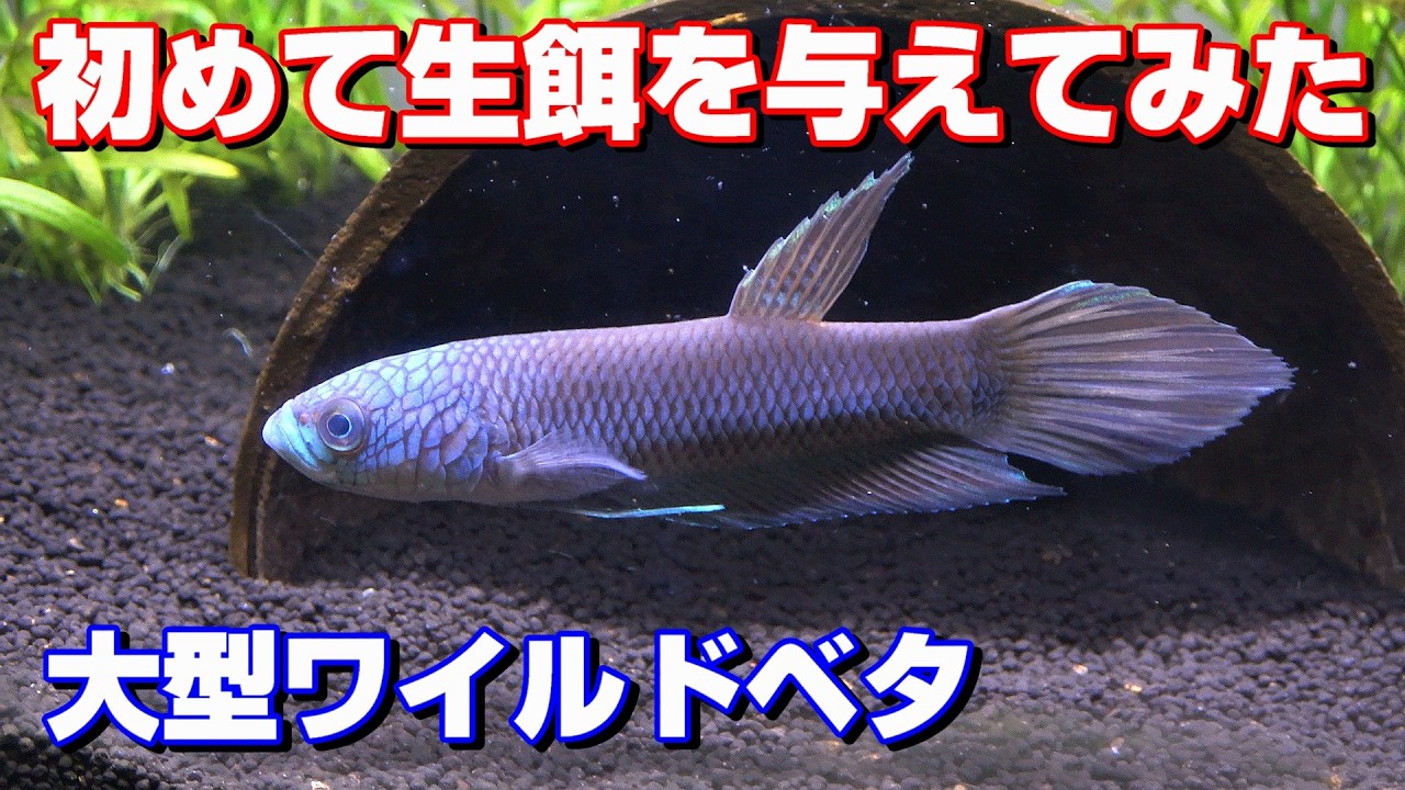 【ベタ飼育】はじめて生餌を与えてみた!カヤンスーパーブルー