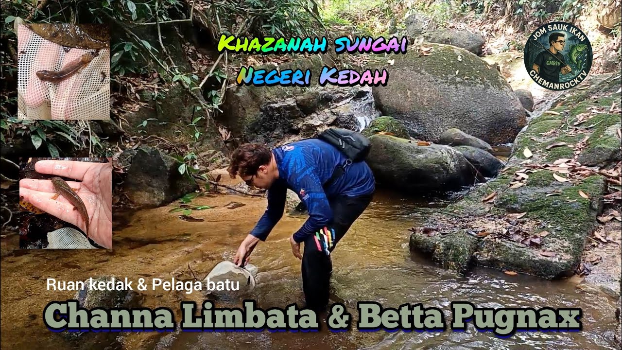 Jom Sauk Ikan EP. 77 Sauk-sauk Romadhon 2026!! Sungai Sedim Kedah