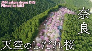 天空のしだれ桜 奈良県東吉野村