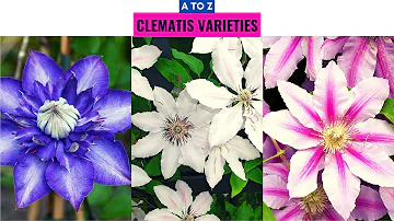 Welche Insekten mögen Clematis?