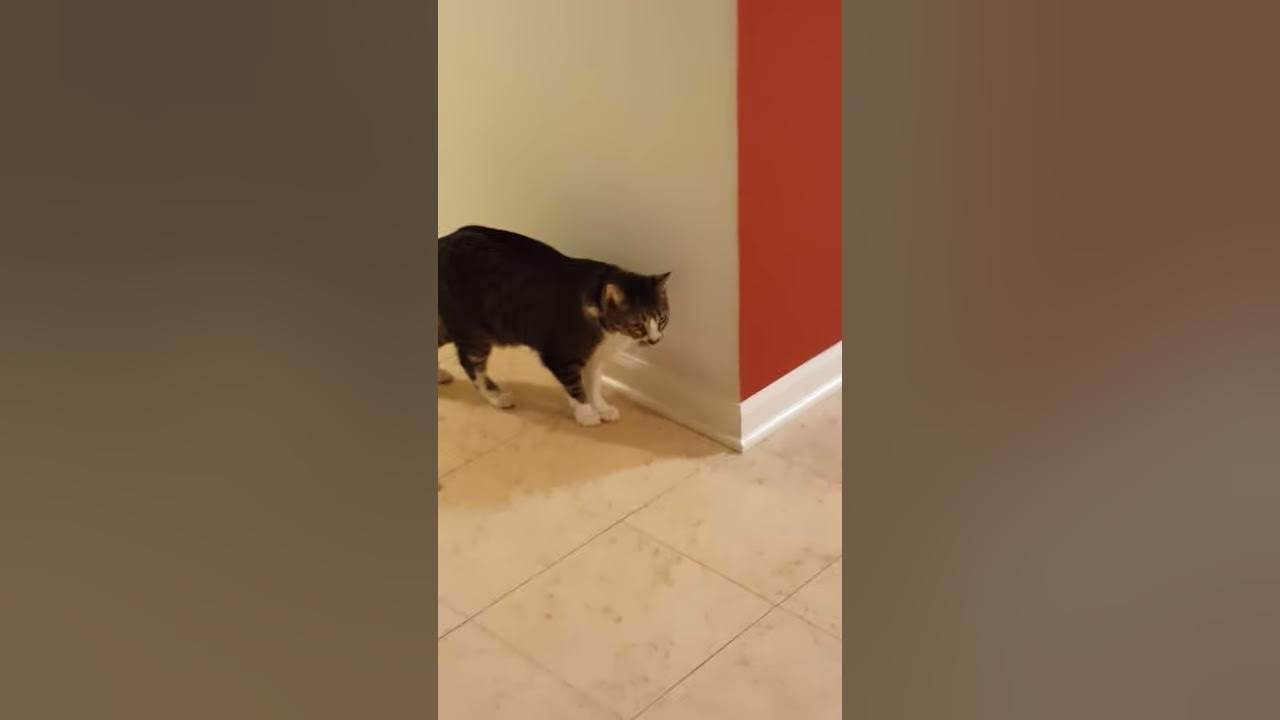 Insane Cat bouncing off the wall YouTube