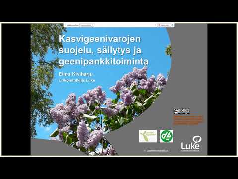 Video: Valkosipulin kasvi-ongelmat puutarhoissa – Valkosipulin tuholaisten ja tautien hallinta