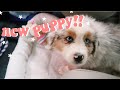 WE GOT A NEW PUPPY!! | vlog