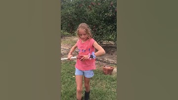 How to use an apple picker