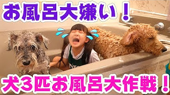 犬お風呂 Youtube