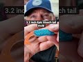 3.2 inch Epic Slouch tail mold for fishing and bait making #fish #fishing #bass #crappie