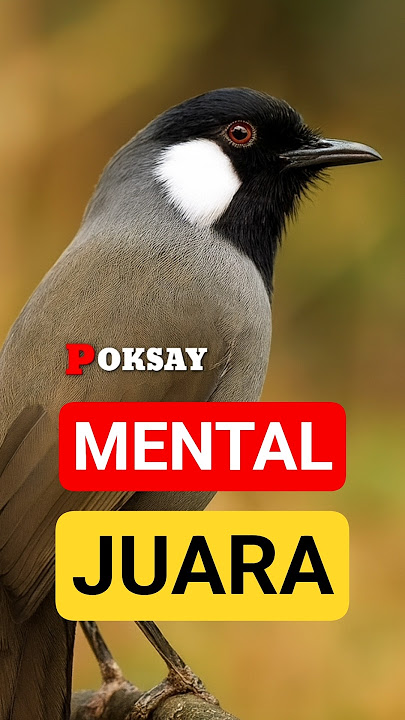 Gacor Empuk!  Suara Burung Poksay Jambul Putih Bikin Nyaman di Telinga