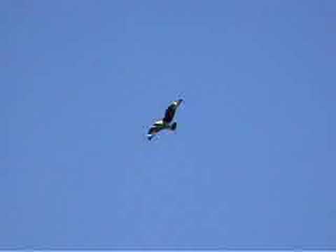 Great Skua