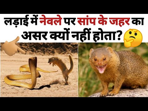 वीडियो: एक नेवला कैसे पकड़ें: जाल, जाल। ऐसा क्या करें कि नेवला चिकन कॉप में न चढ़े