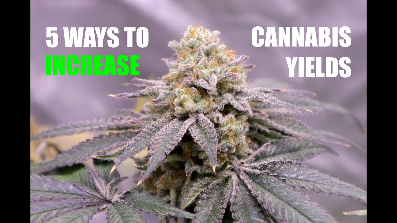 5 Ways To Increase Yields in Your Grow!