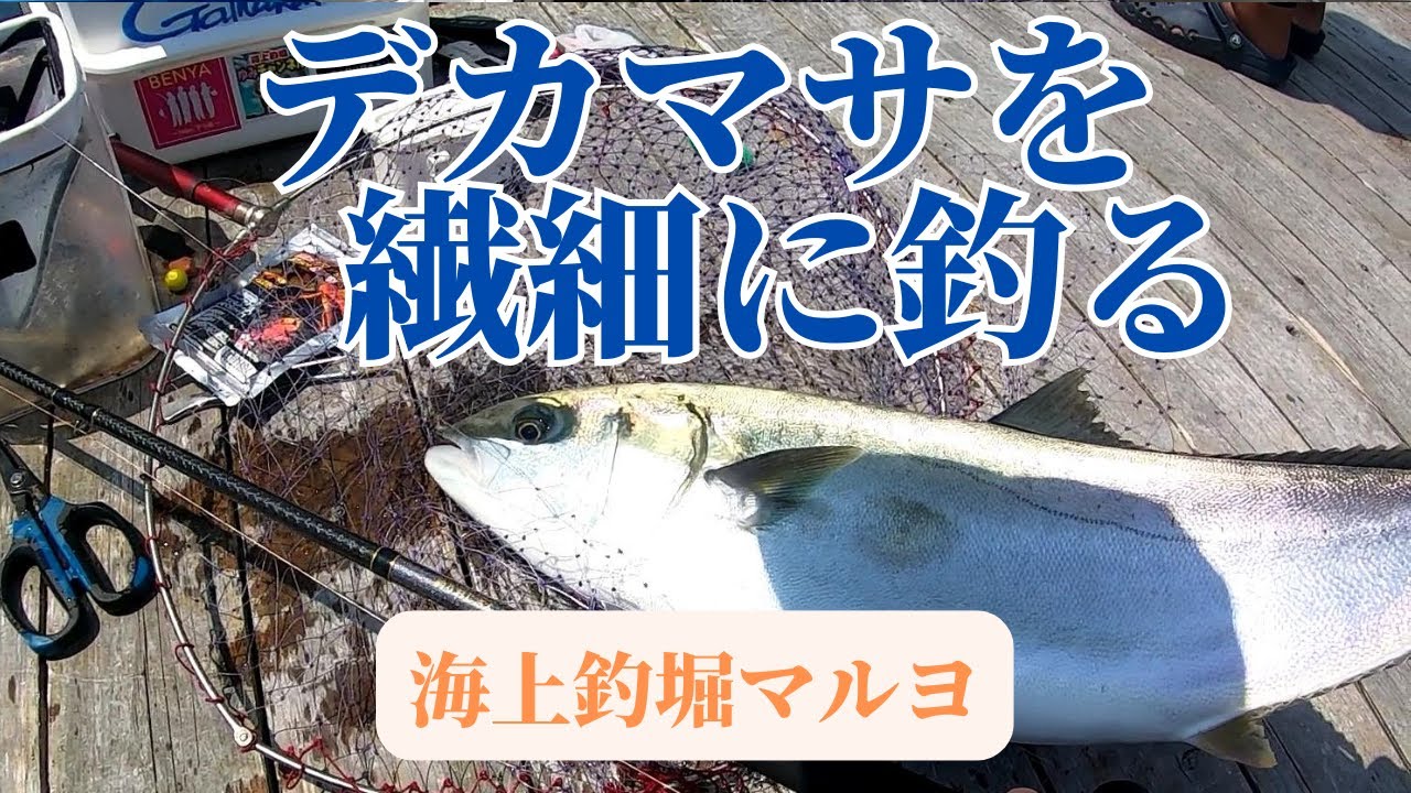 デカヒラマサと戯れる休日【海上釣堀マルヨ】2025年8月16日