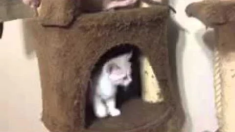 Video 1567571: sphynx cat munchkin, sphynx kitten hairless cat, hairless sphynx kitten plays, adorable munchkin cat, amazing sphynx cat, sphynx cattery