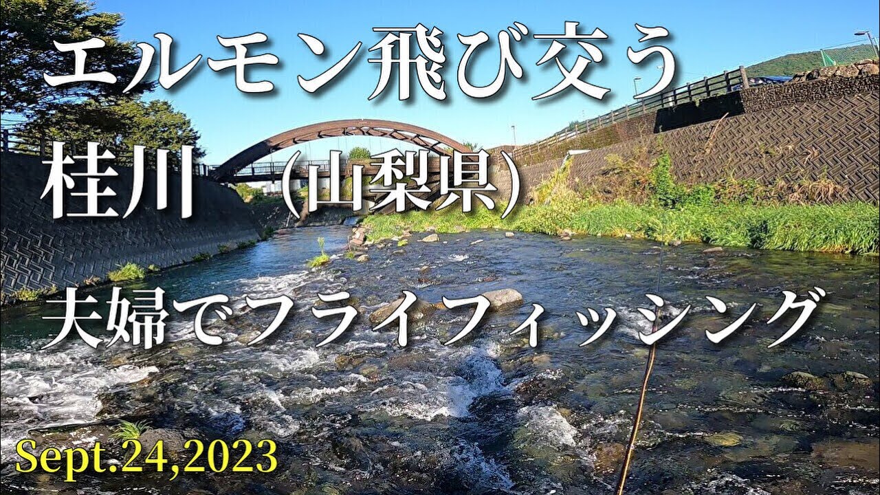 桂川(山梨)/夫婦でフライフィッシング/エルモンで尺イワナ/2023.9.24/flyfishing