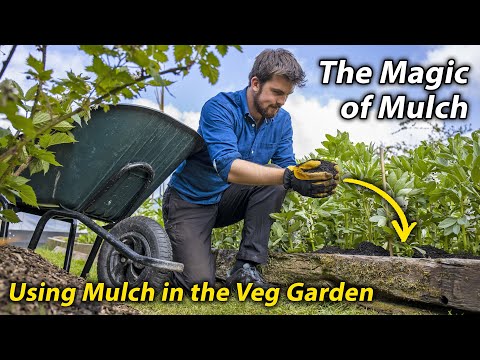 Video: Mulching Veggie Beds - Bagaimana Dan Kapan Menambahkan Mulsa Di Kebun Sayur
