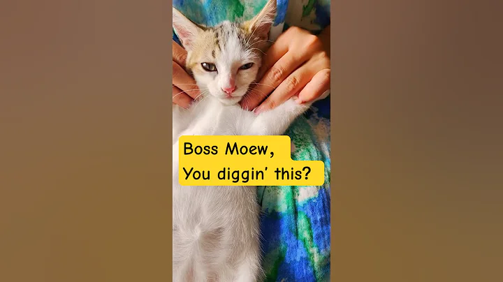 Video 9918551: kitten cats catlife, kitten funny catlife