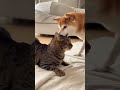 赤ちゃん＆ﾈｯｺ（おならしたろ…ﾌﾞﾎﾞｯ）おなら警察ｲｯﾇ（ｻﾞｯｻﾞｯｻﾞｯ…）→結果　#shorts