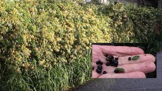 Жимолость каприфоль. Как собрать семена для посадки? Жимолость каприфоль. Как собрать семена для посадки?