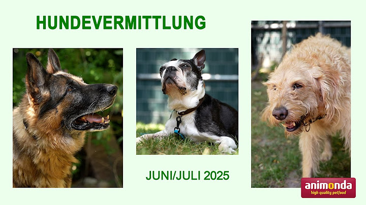 Hundevermittlung - Juni/Juli 2025 (Tierheim Hannover TV)