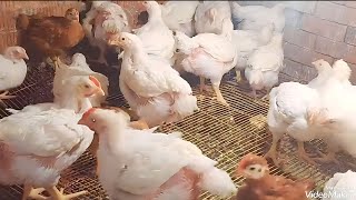 ازاي تربي ابيض وساسو مع بعض وايه احسن نوع ساسو يكبر مع الابيض في نفس الوقت🤔#دوره_فراخ_العيد_الكبير