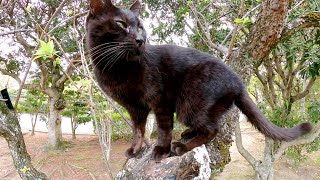 コアラみたいに木の上でリラックスする黒猫