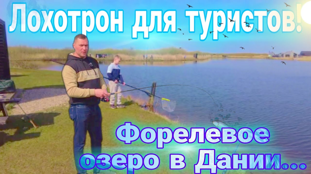 Лохотрон для туристов в Дании. Форелевое озеро, 300 кг форели.