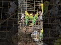 available for sale location Delhi #budgries #lovebirds #birdslover #birds #parrot #birdgroup