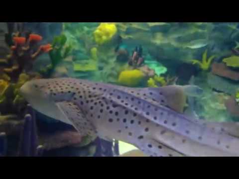 Ilginc Canli Leopar Benekli Kopekbaligi Shark With Leopard Spot Youtube